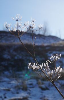 very beautiful plant covered with snow