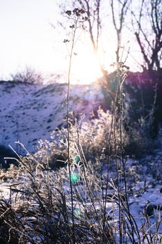 very beautiful plant covered with snow