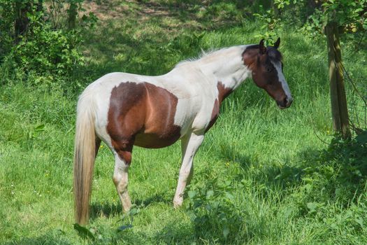 Beautiful brown white horse in a pasture in the summer.