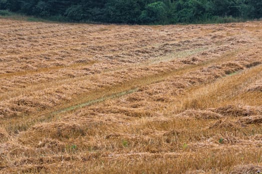 Summer landscape mowed cornfield with forest in the background.