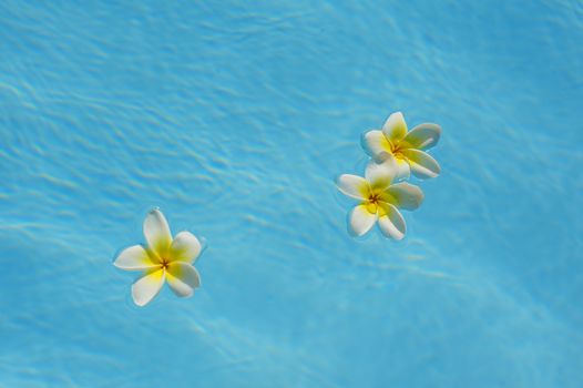 three bougainvillea flower floating in a blue pool.