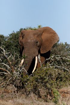 Bush Elephant with his trunk around the branches in the field.