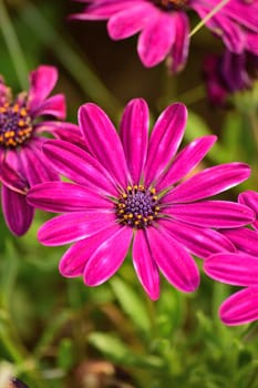 Macro details of purple colored Daisy flowers in vertical frame