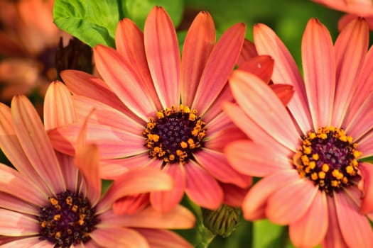 Macro details of pink colored Daisy flowers in horizontal frame