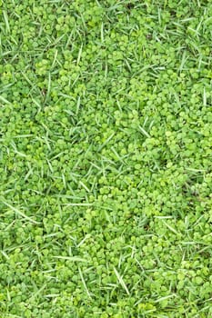 Green grass on the field use for background