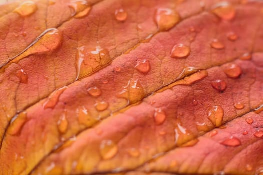 Red autumn leaf background with water drops in horizontal frame