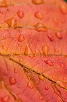 Red autumn leaf background with water drops in vertical frame