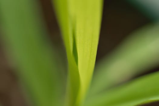 Macro green grass background texture in horizontal frame