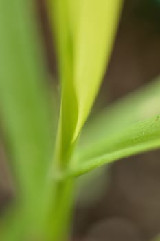 Macro green grass background texture in vertical frame