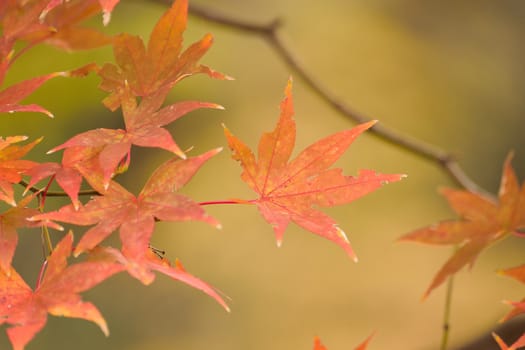 Macro background of Japanese Autumn Maple leaves in horizontal frame