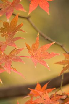 Macro background of Japanese Autumn Maple leaves in vertical frame