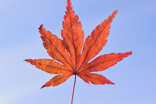 Japanese Autumn Maple leaf isolated against clear blue sky  in horizontal frame