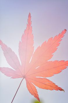 Japanese Autumn Maple leaf isolated against clear sunny sky in vertical frame