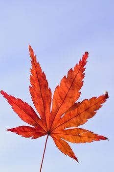 Japanese Autumn Maple leaf isolated against clear sunny sky in vertical frame