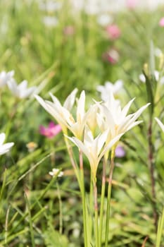 Rain lily,Fairy Lily, Little Witches flower in garden