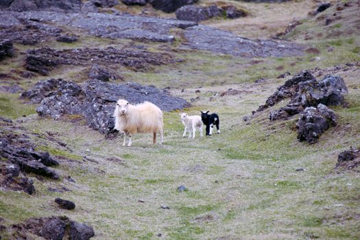 Icelandic sheep with her black and white lambs