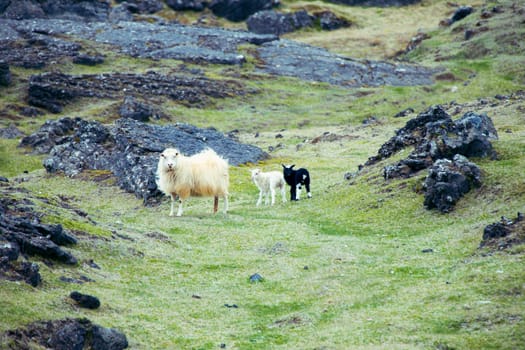 Icelandic sheep with her black and white lambs