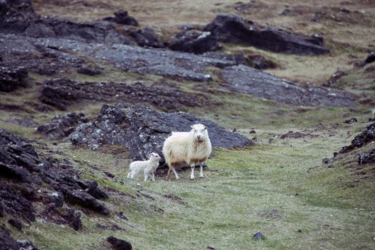 Icelandic sheep with her offspring