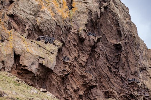 Traditional Westman islands bird hunting dvellings