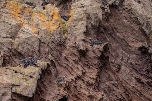 Traditional Westman islands bird hunting dvellings