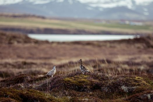 Rock ptarmigan couple on the tundra