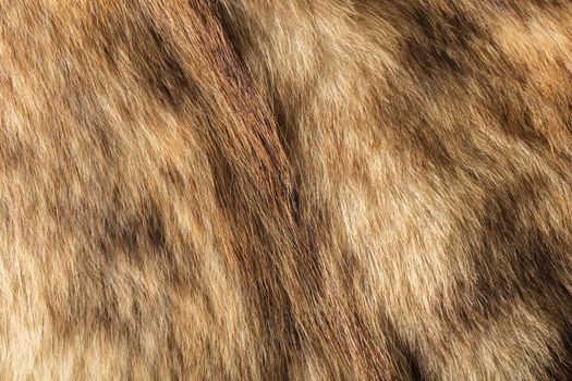 the abstract background texture of natural fur wolf