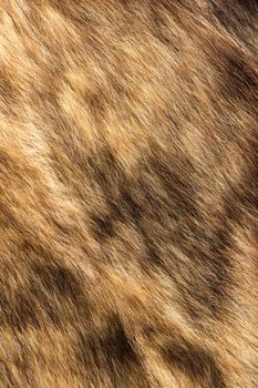 the abstract background texture of natural fur wolf