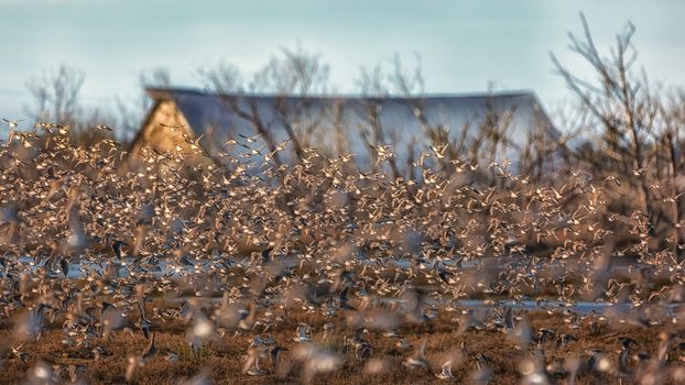 Flock of Birds Flying in Front of an Old Barn, Landscape, Day