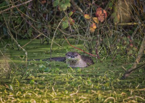 River Otter Swimming in Green Mossy Water, Color Image, Day
