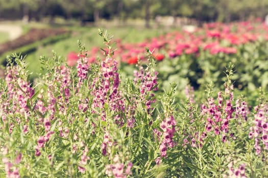 Selective focus Purple flower in park tone warm summer style