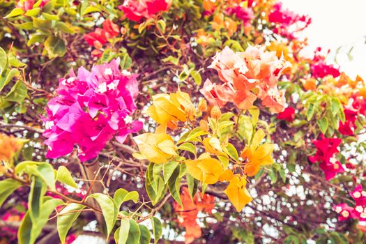 Colorful flower for background