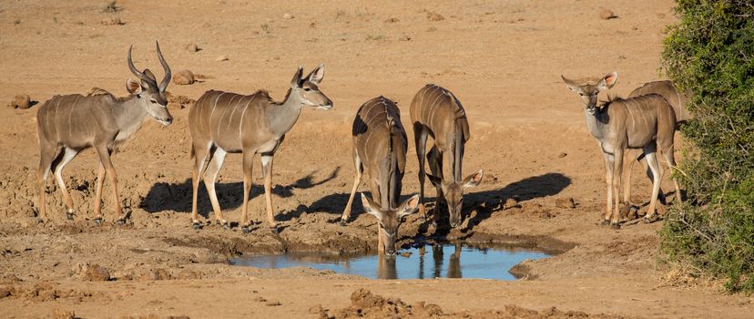 Group of young impala antelope in Africa drinking at a water hole
