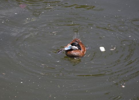 Ruddy ducks (Oxyura jamaicensis) in a small pond