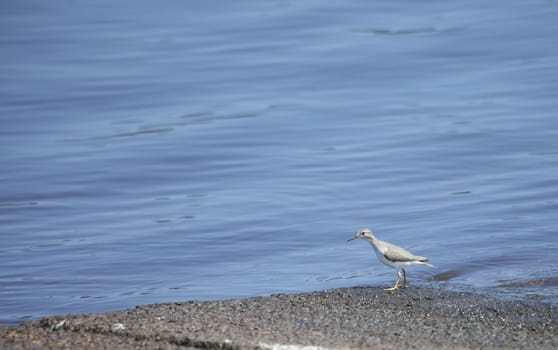 Bird along a lake shore