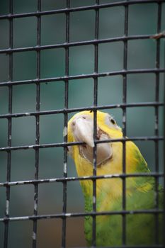Close up of a sun conure, also known as a sun parakeet