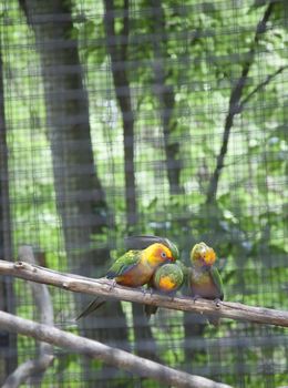 Two sun conures in a cage