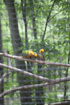 Two sun conures in a cage