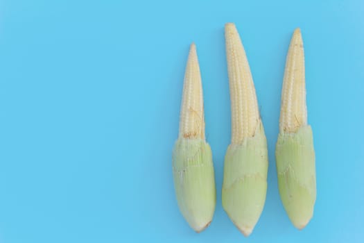 Baby corn cobs on blue background