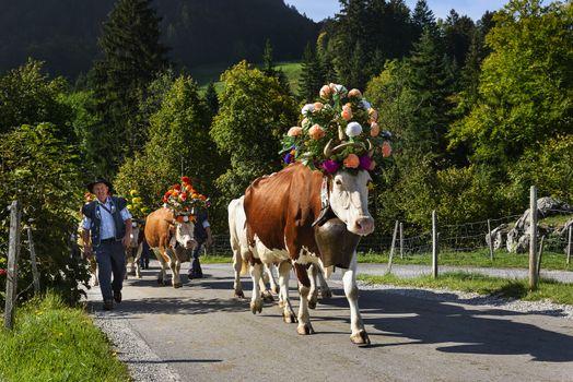 Charmey, Fribourg, Switzerland - SEPTEMBER 26 2015 : Farmers with a herd of cows on the annual transhumance at Charmey near Gruyeres, Fribourg zone on the Swiss alps