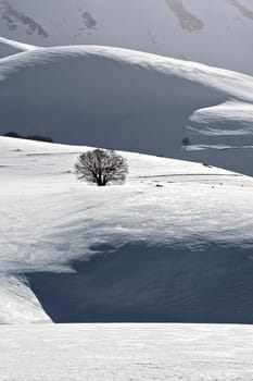 Lonely tree in the hills of Castelluccio covered with snow
