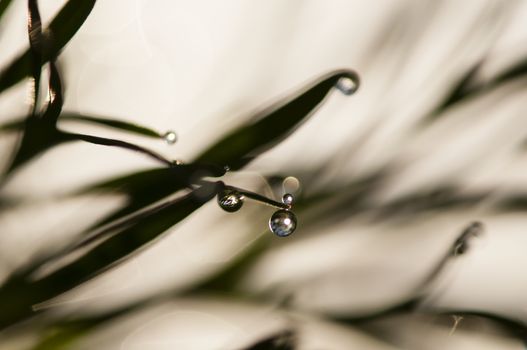 Dew drops on blades of grass in sun backlight