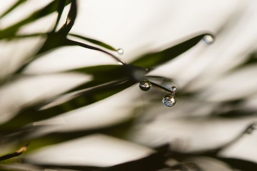 Dew drops on blades of grass in sun backlight