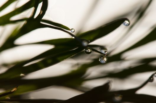 Dew drops on blades of grass in sun backlight