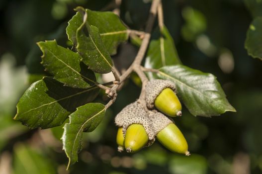Green leaves and acorns of holm oak tree in autumn