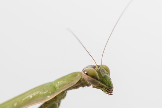 Close up of female praying mantis under the sun on white background