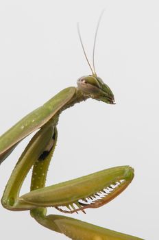 Close up of female praying mantis under the sun on white background