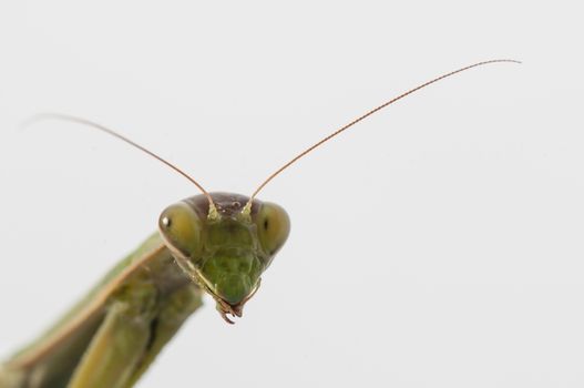 Close up of female praying mantis under the sun on white background