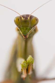 Close up of female praying mantis under the sun on white background