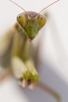 Close up of female praying mantis under the sun on white background