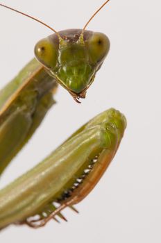 Close up of female praying mantis under the sun on white background